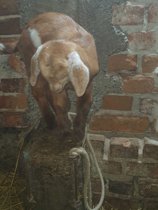 Iezi anglo virsa 2 saptamini