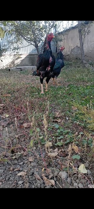 Продам дакана и даканку