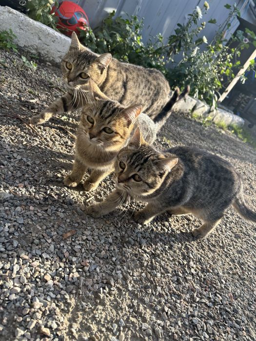 Котята 5 месяцев