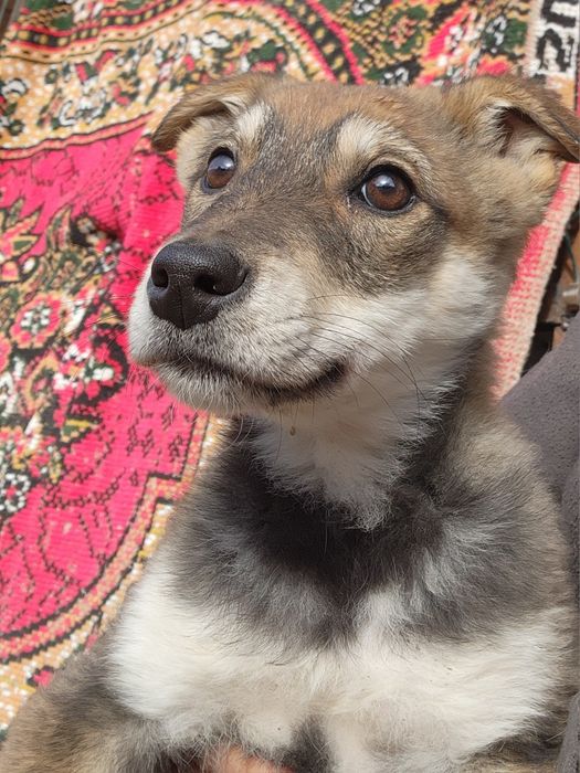 В добрые руки. Щенок 2.5 мес.