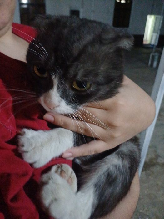 Mushuk scottish toshkenli mushu