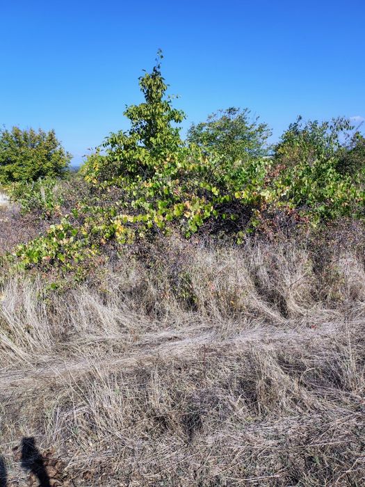 Лозе 1.5 дек град Перущица