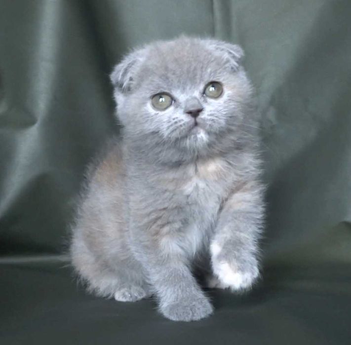 Шотландско и Британско късокосмести котенца