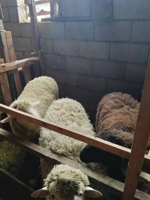 Койлар сатылады байланган токтылар