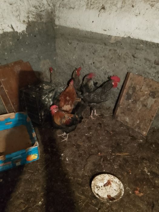 Продам питухов утак кроликав