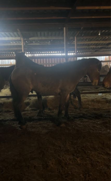 Айгыр мощный 4 жасар