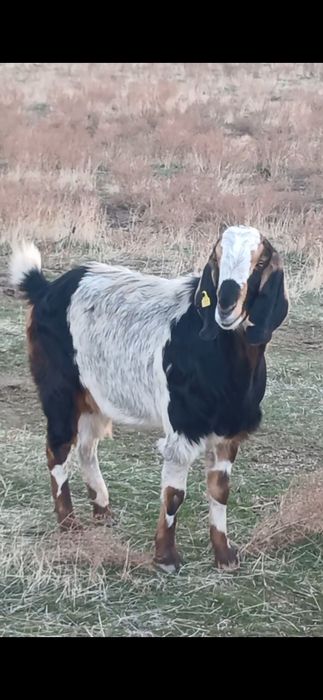 Коза битал пародалы ешкі сатылады