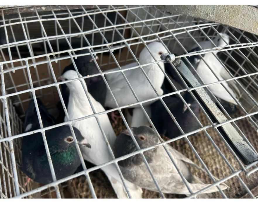 Продам голубей по 2 000 тенге