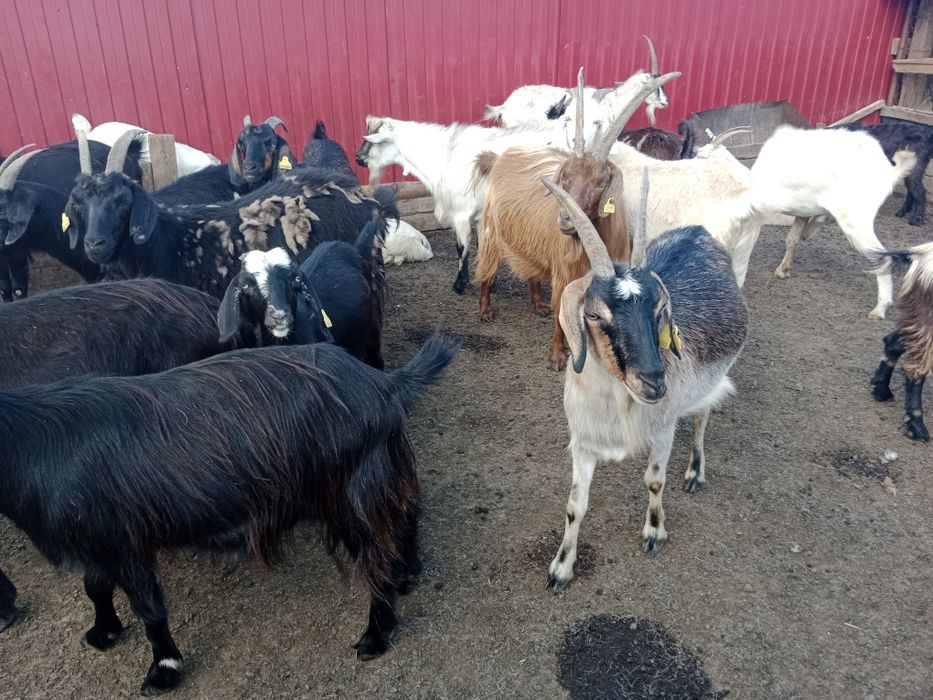 Ешкілер, лақтар, шыбыштар, текелер сатылады...