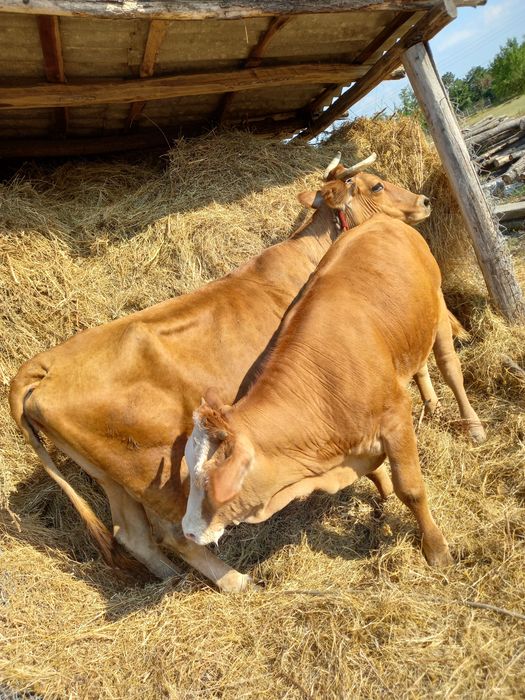 Vaca cu vitea tanara