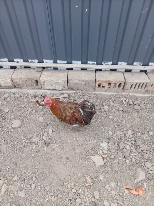 Кролик и петух декоративные