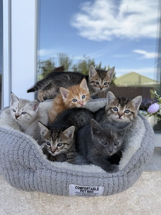 Отдам котят !В добрые руки!