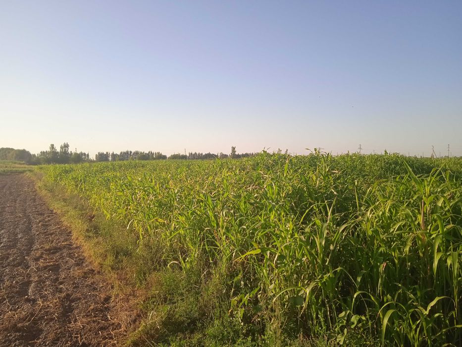 Молларга говуш сотилади