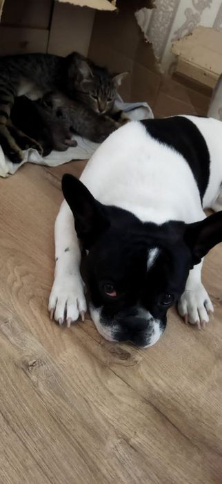 Французский Бульдог ищет девочку