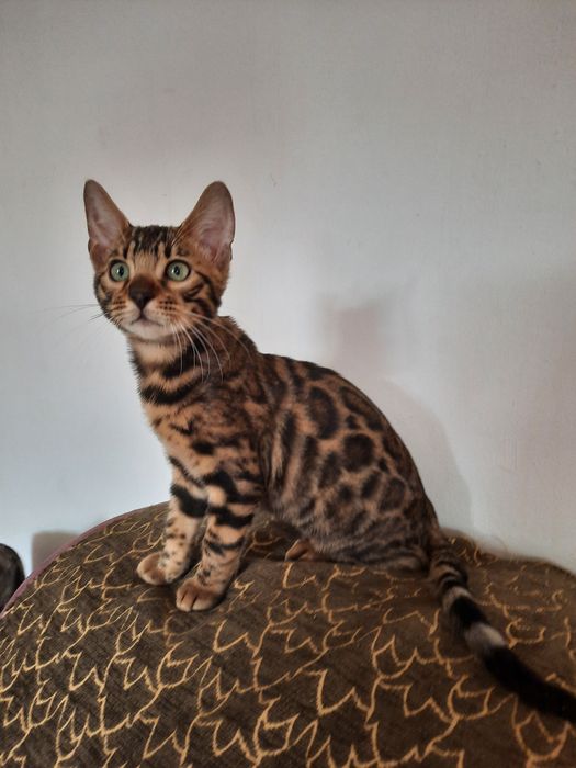 Бенгальские котята.