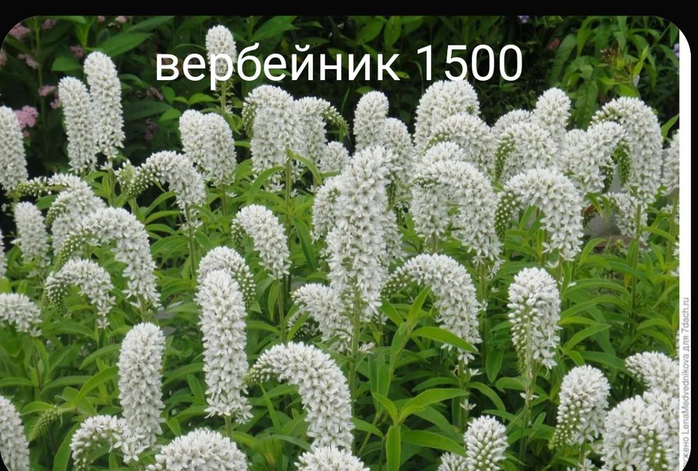 Продам цветы многолетний