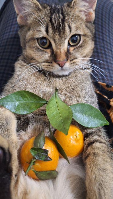 Британ мушук сотилади.