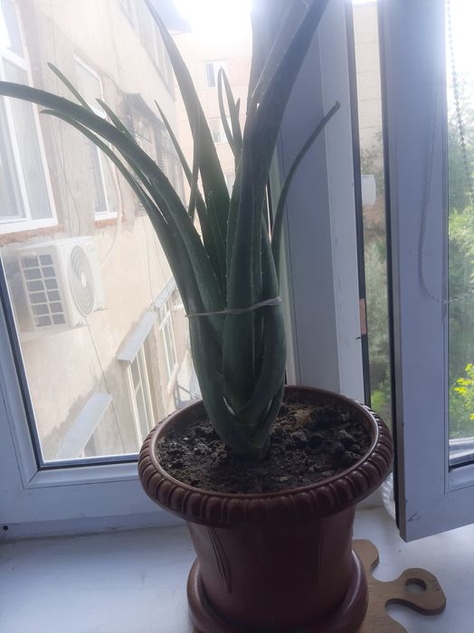 Алоэ вера лечебное