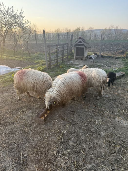 Vand 3 oi tinere cu mielute langa ele!