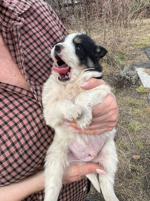 Отдам щенка в добрые руки