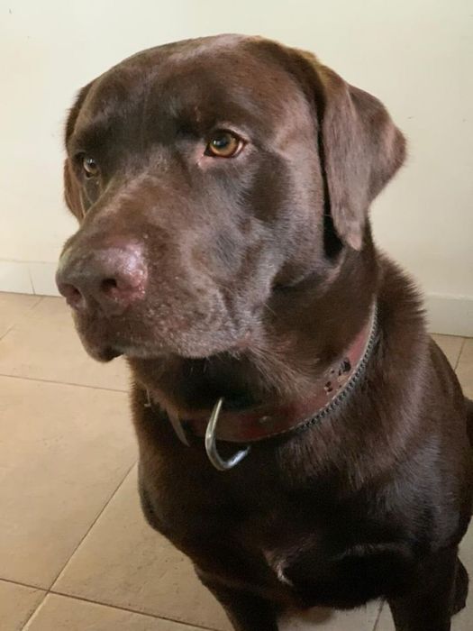 продам щенков лабрадора!