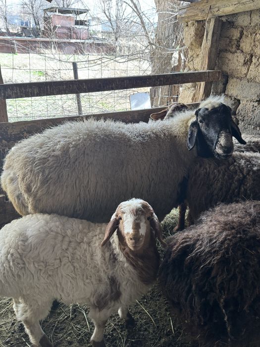 Қошқар 2,5жасар,баран