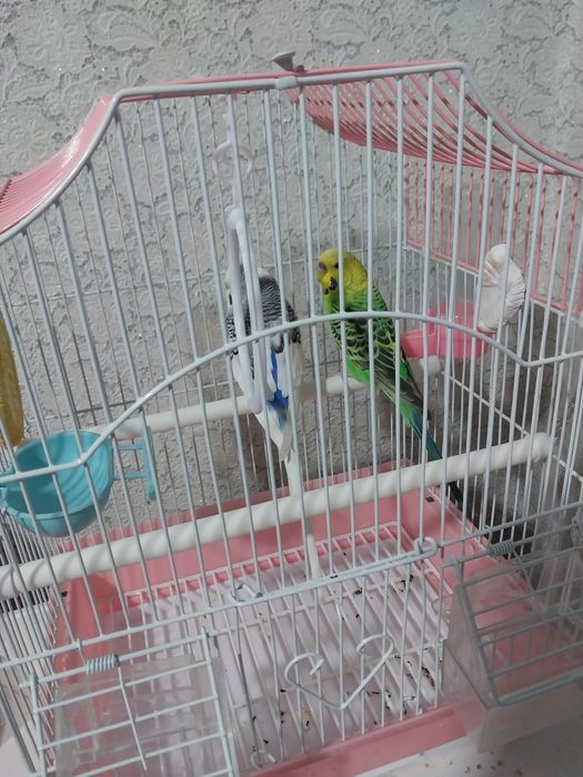 Продам попугаев.