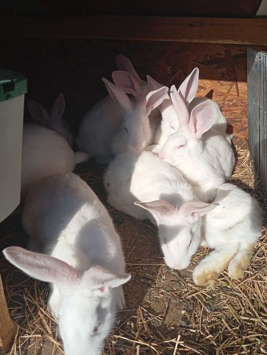 Vând iepurași albi