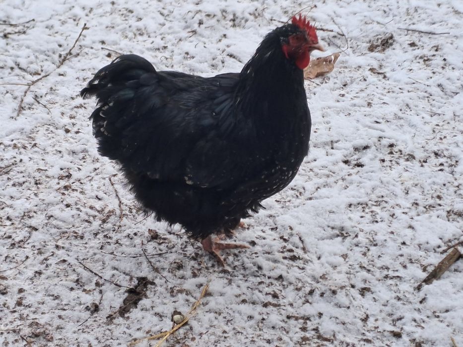 Vand cocos de Orpincton Bobat