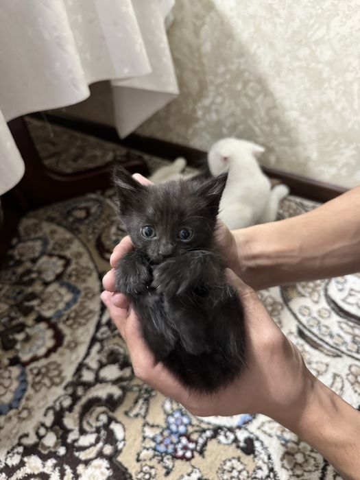 Отдам на хорошие руки