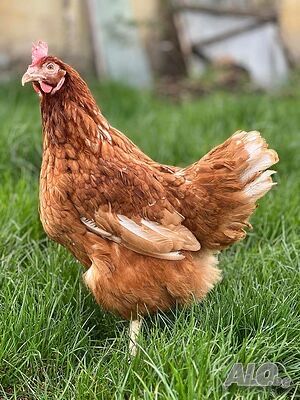 Кокошки носачки перфектни