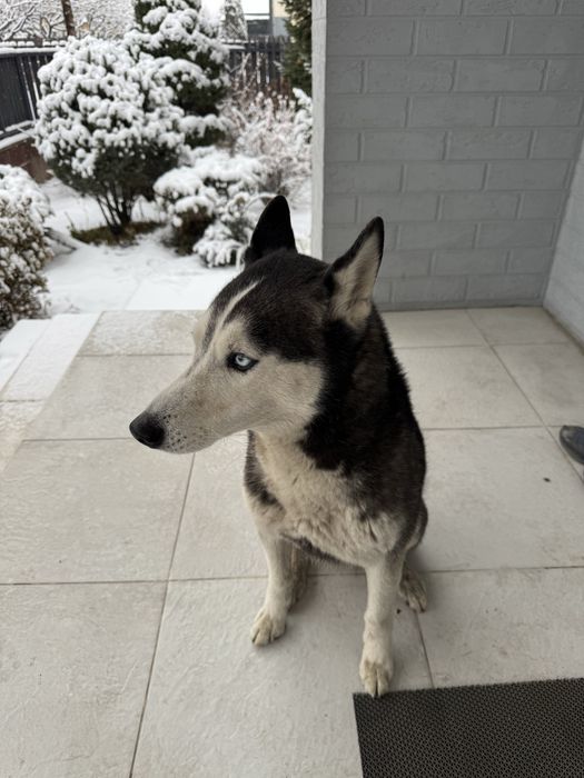 Найдена хаски, кабель