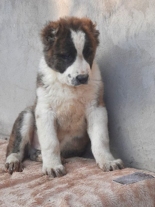 Шикарные мощные кобели Алабач