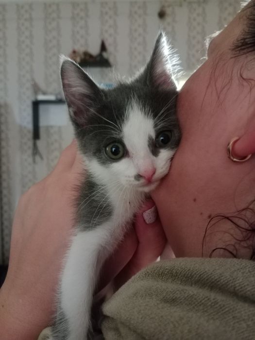 Отдадим красивых котят