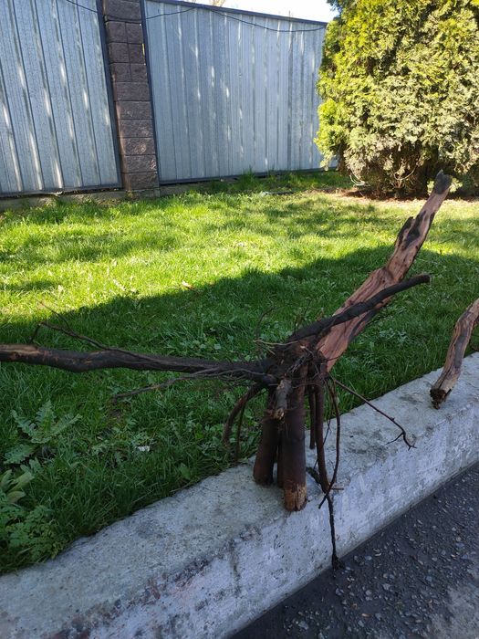 Коряга - декор в аквариум