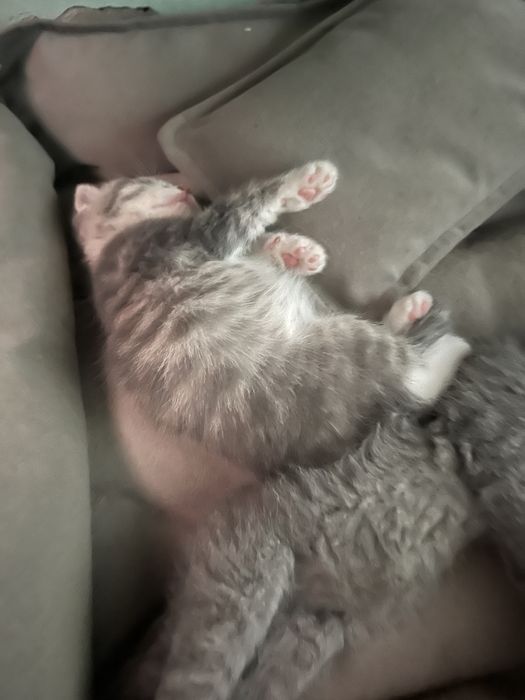 Продается котята