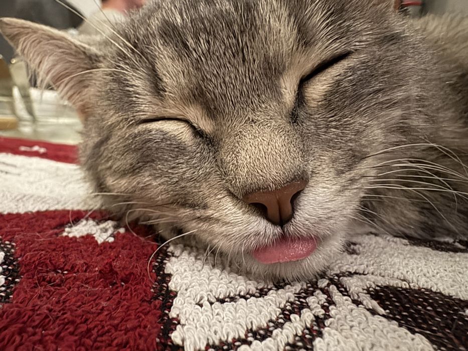 Кошечка Бася ищет добрые руки