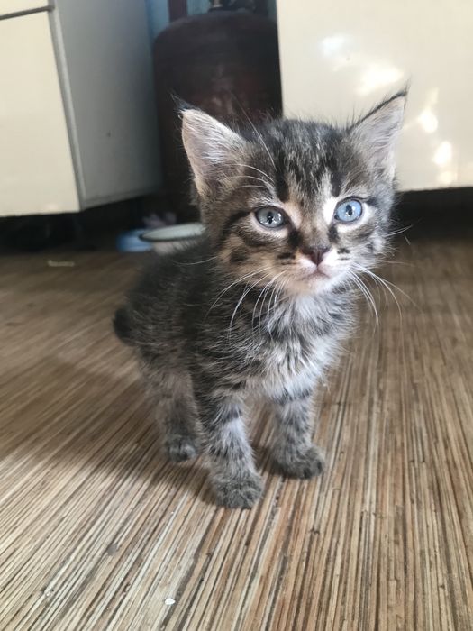 Британский котенок мальчик 2 месяца