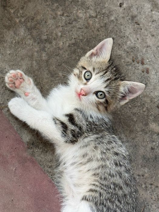 Отдам котят в добрые руки .