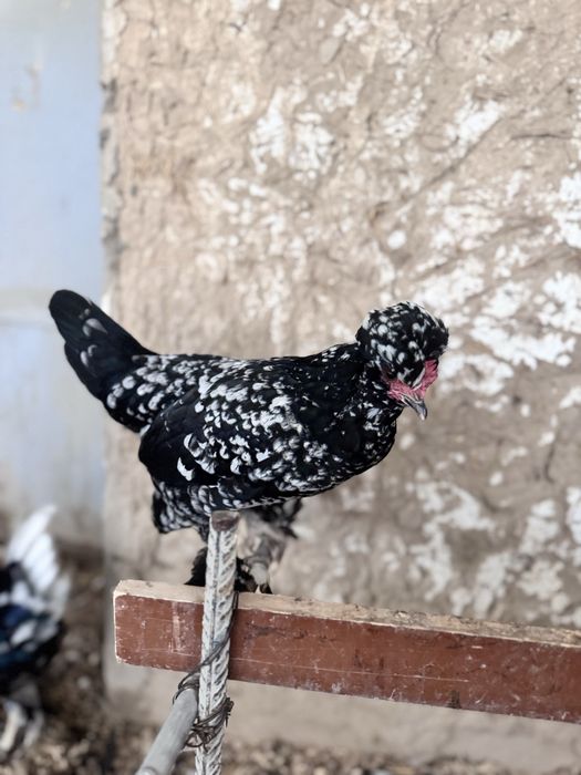 Yapon  TUXUMI sotiladi