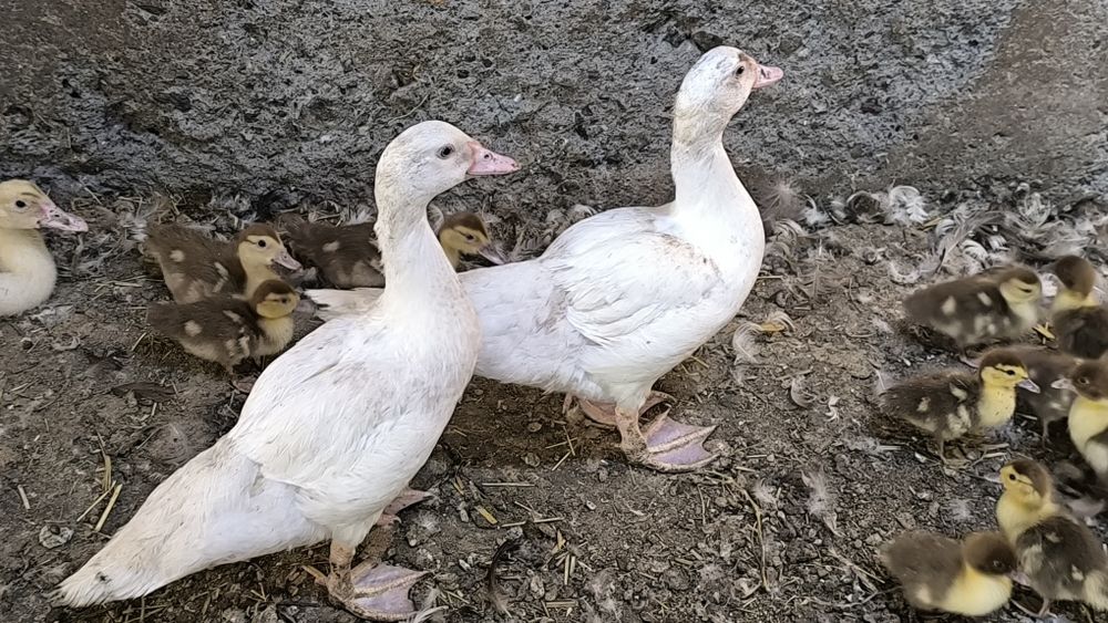 Продам Индоуток.