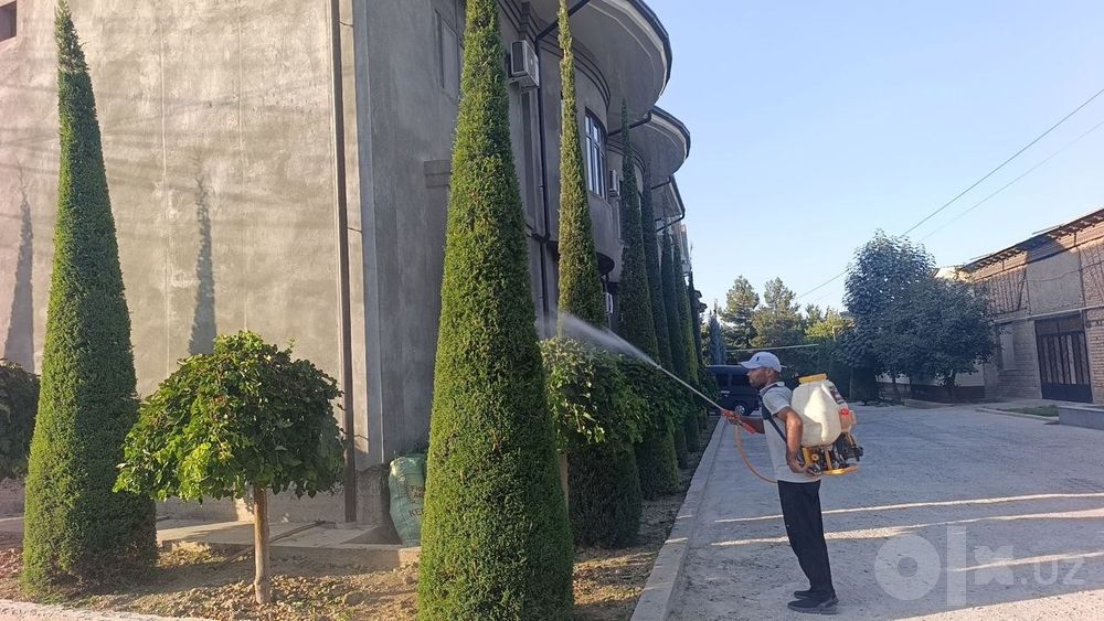 Archa kesish va dorilash xizmati Gazon