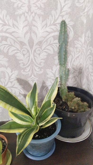 Продаю цветы комнатные красивые