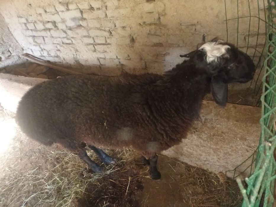 Кучкор бокилган ва бокишга