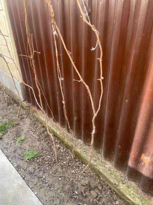 Дикий виноград декоративный кустарник