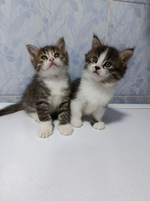 Продаются котята