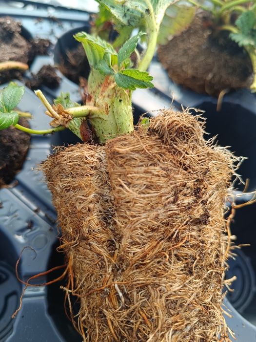 Целогодишни и сезонни ягоди + малини Люлин – пикиран разсад