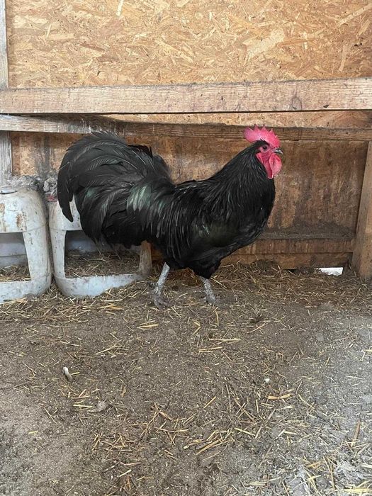 Pui Australorp de o zi