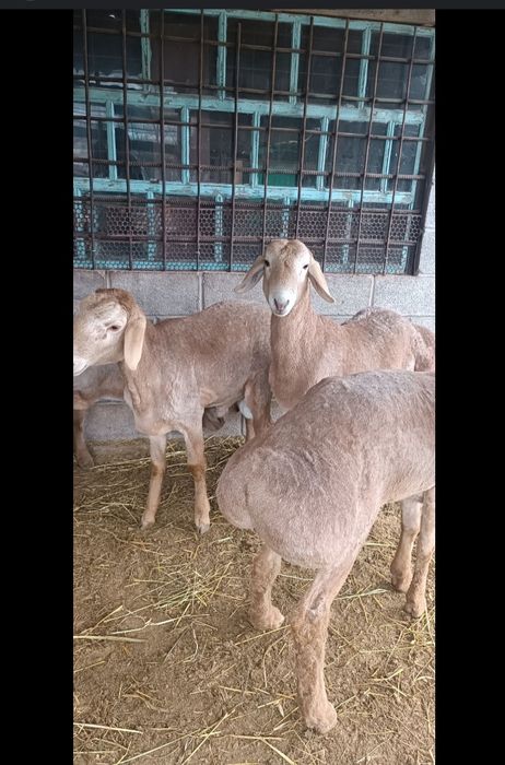 Фотосуреттердегі BDSM лесбияндары