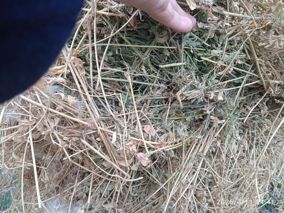 Beda Vagʻli kotta qilib boylangan ichi yam yashil chirimagan 200 ta